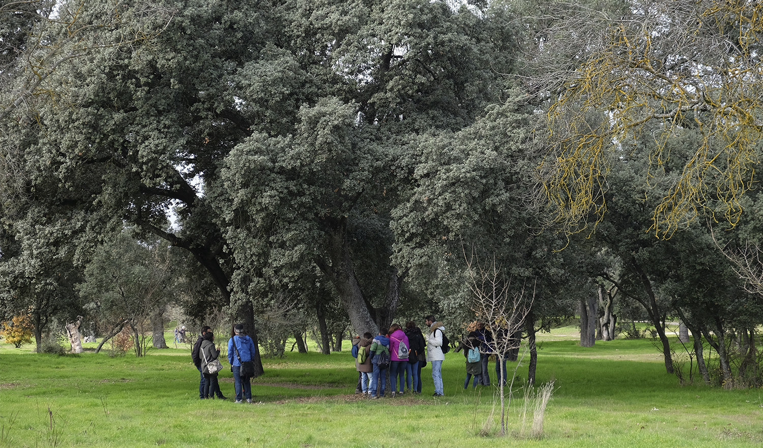 Segundo bioblitz simultáneo en Madrid y Barcelona con LiquenCity