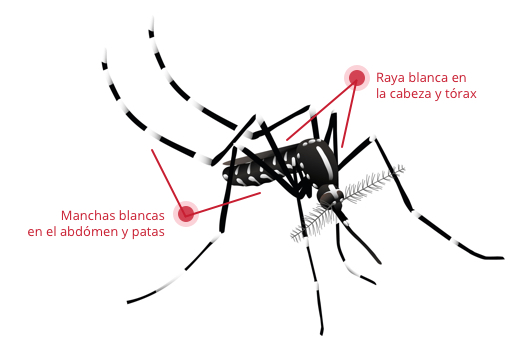Mosquito Alert: ¿Por qué los mosquitos pican a unos y a otros no?
